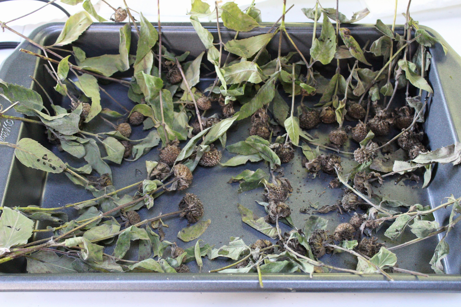 wp1597936096085.jpg Arcadia Natives