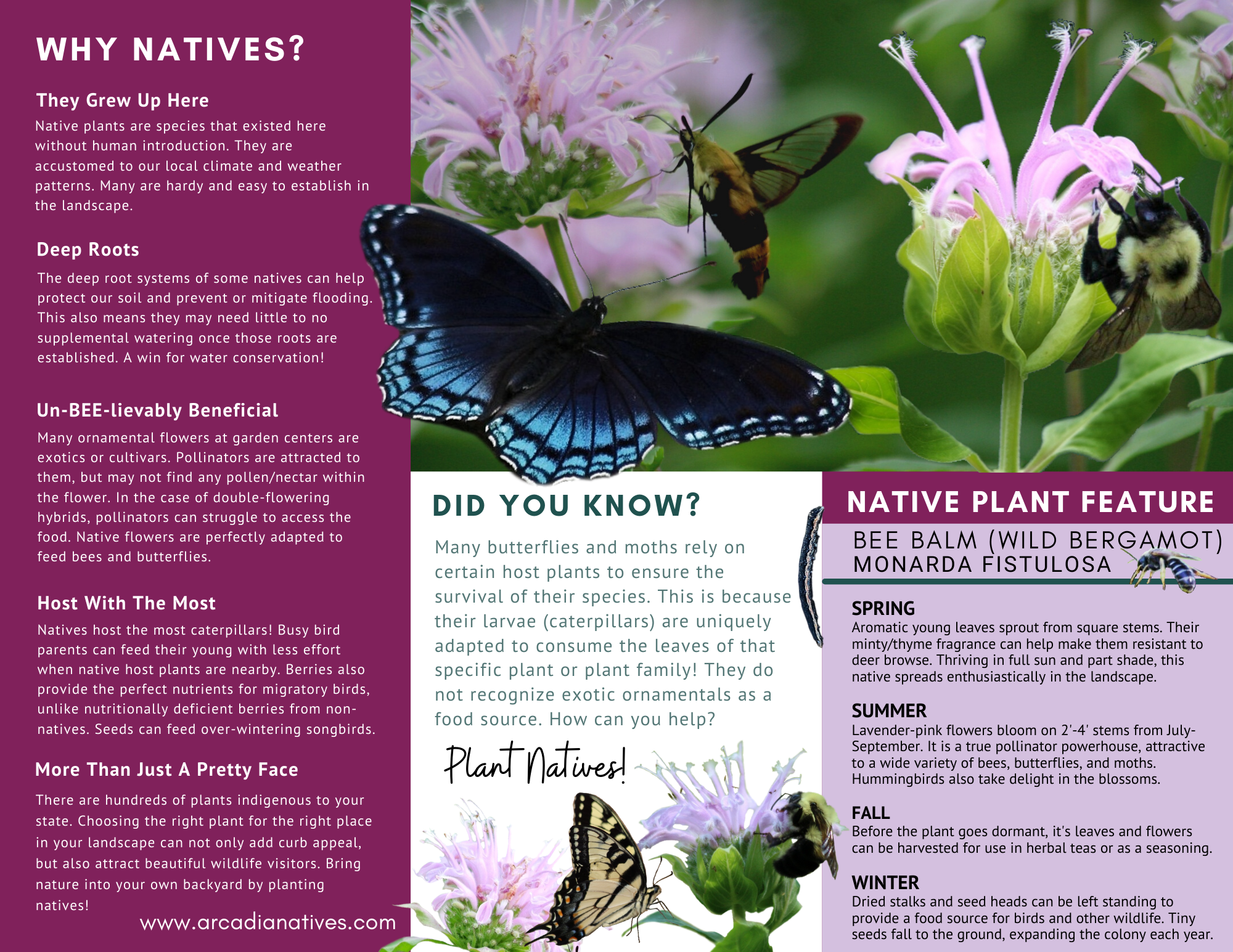 pink-plant-natives-bee-balm-trifold-brochure-page2 – Arcadia Natives