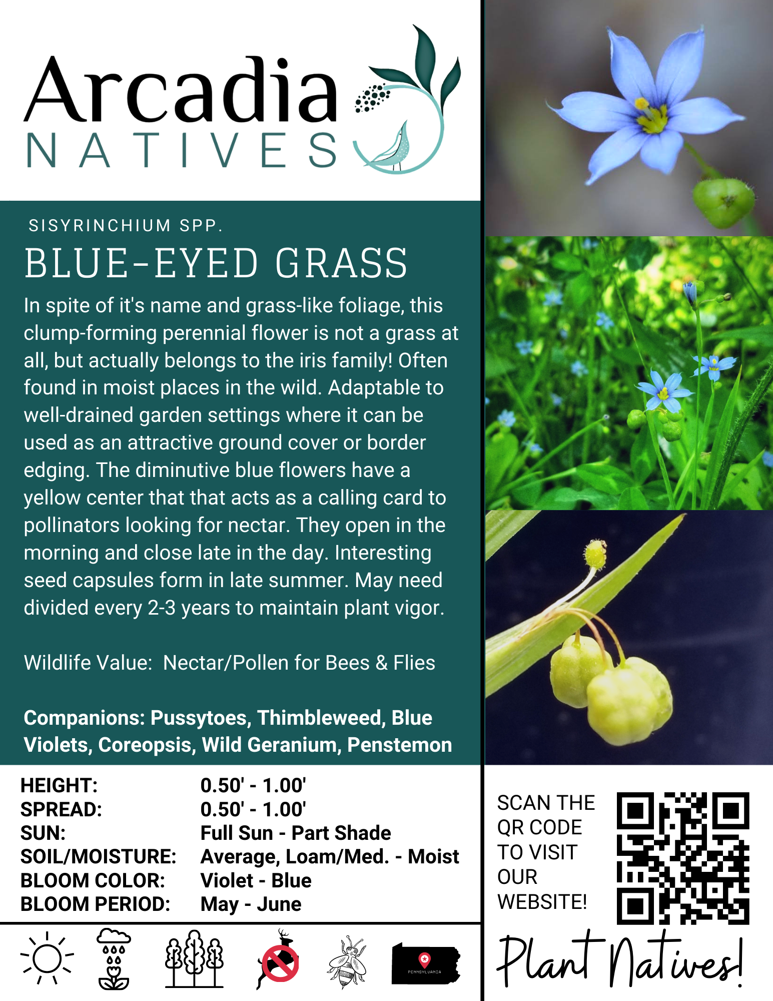 poster-informative-sign-blue-eyed-grass – Arcadia Natives