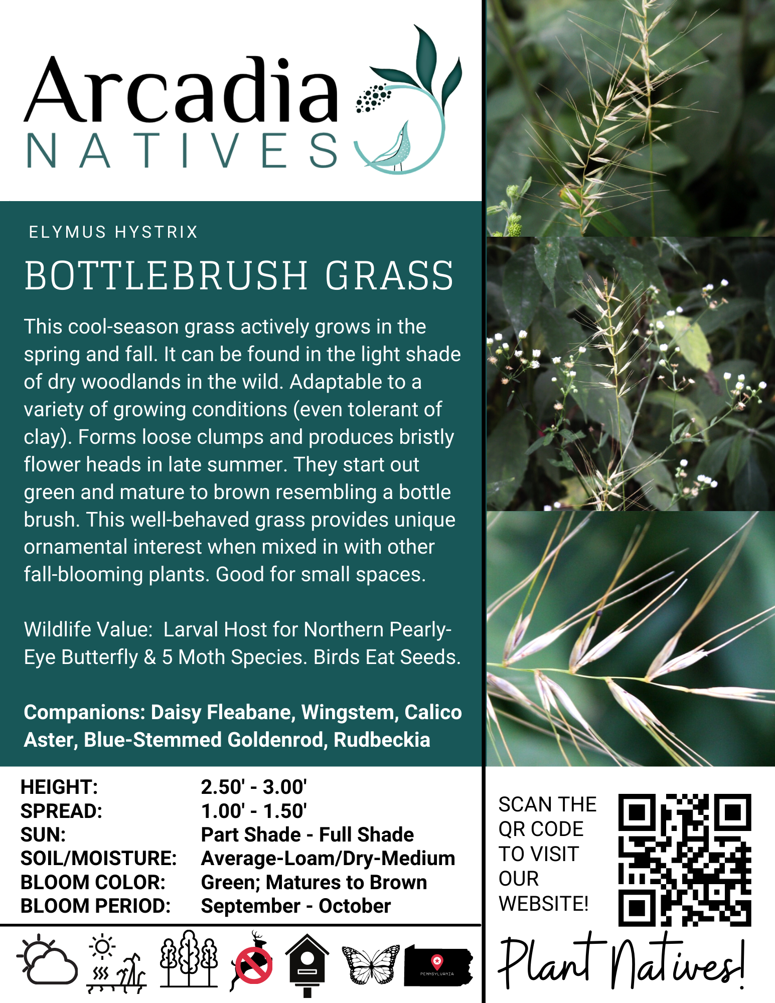poster-informative-sign-bottlebrush-grass – Arcadia Natives