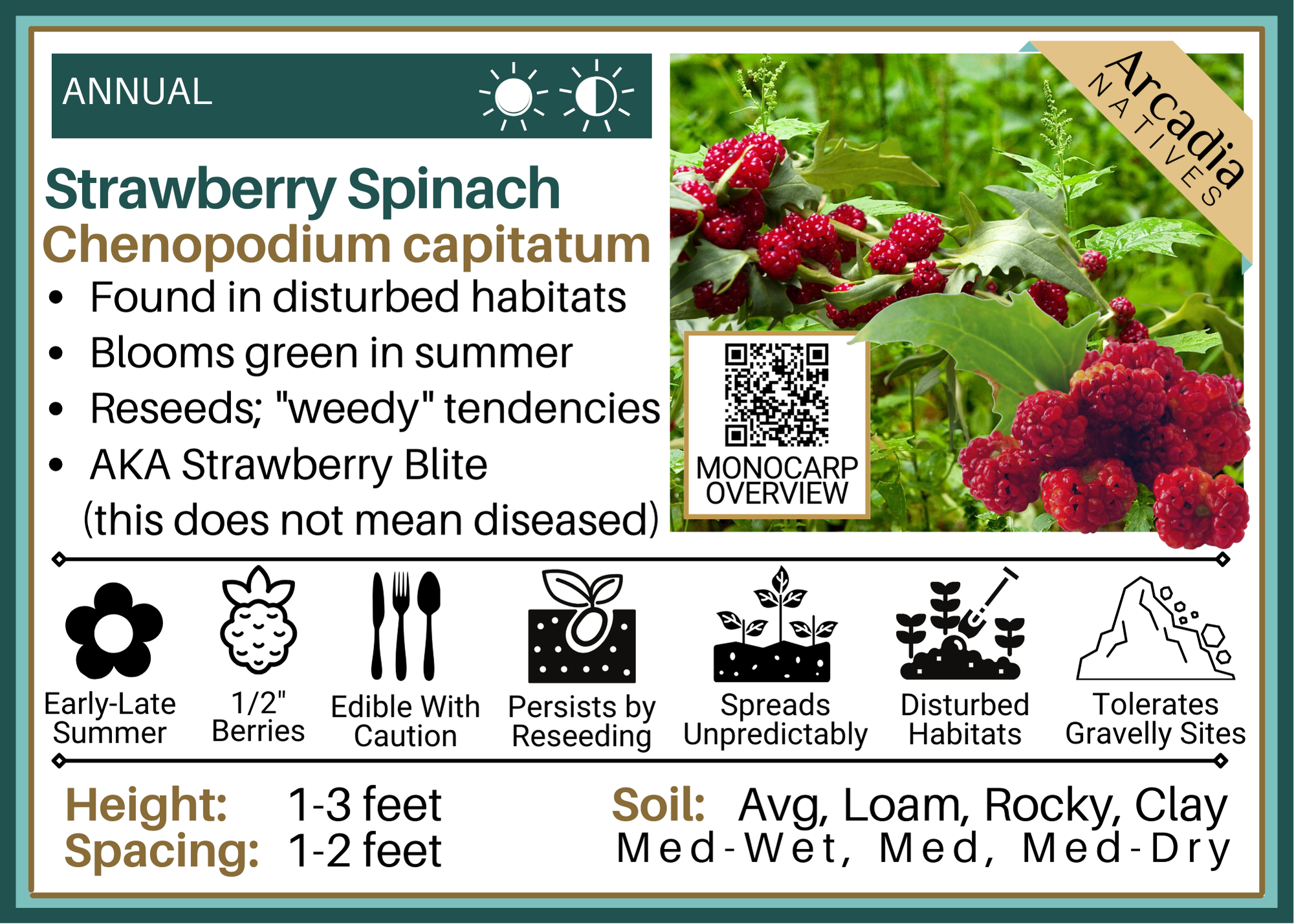 AUSTROSAAT Spinacio Fragola, 1 Confezione - Italia - Foto 2